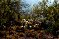 Sonoran desert (Tucson Mountain Park, Arizona).