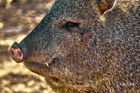 Vegetarian Mammals
